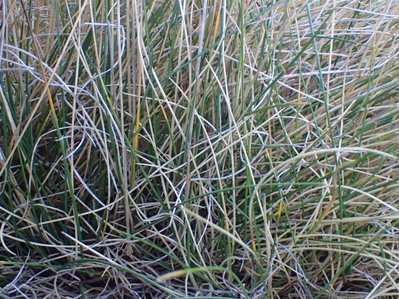 Pyrenäen-Schwingel 14