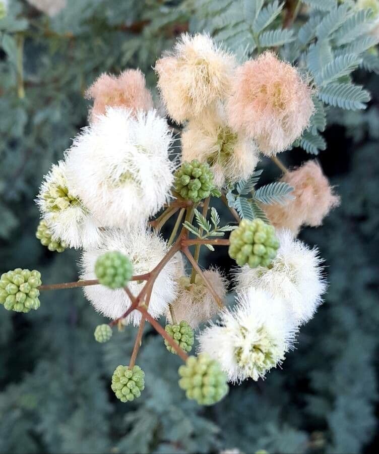 Senegalia