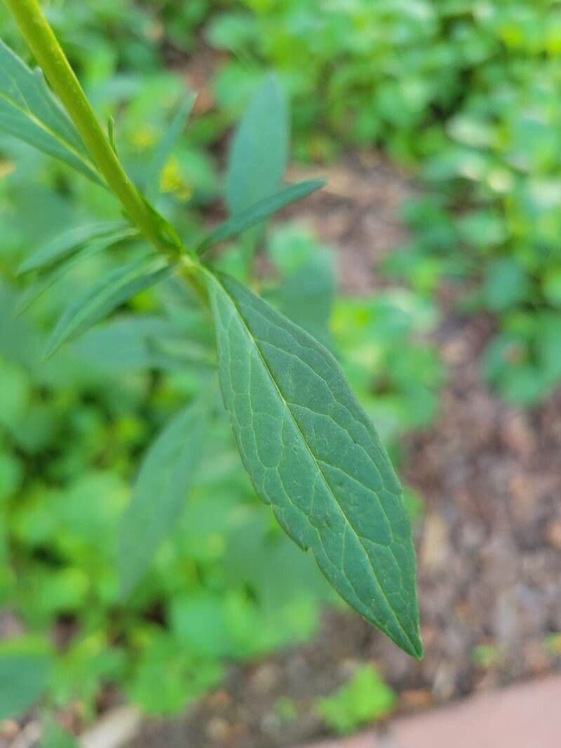Patrinia 9