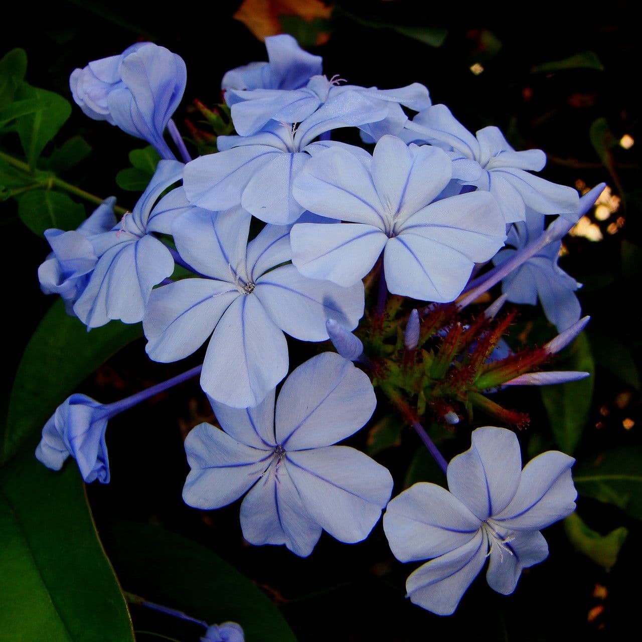 Plumbago auriculata 7