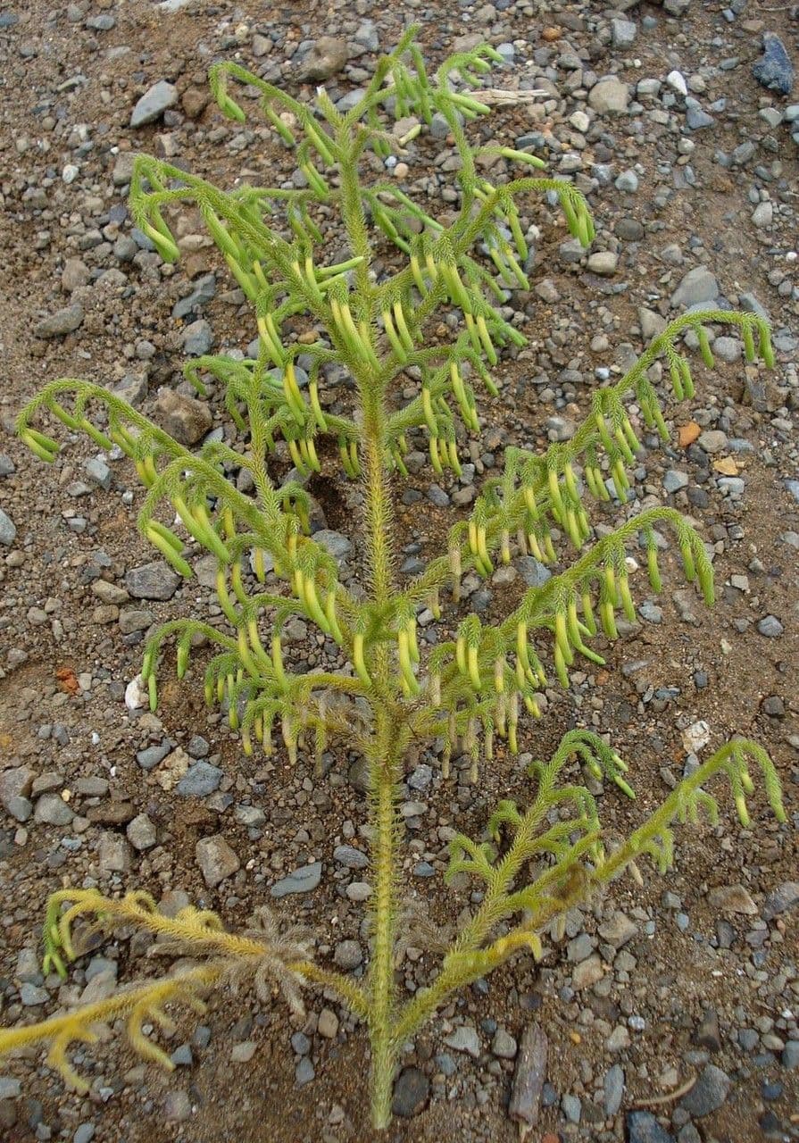 Lycopodiella