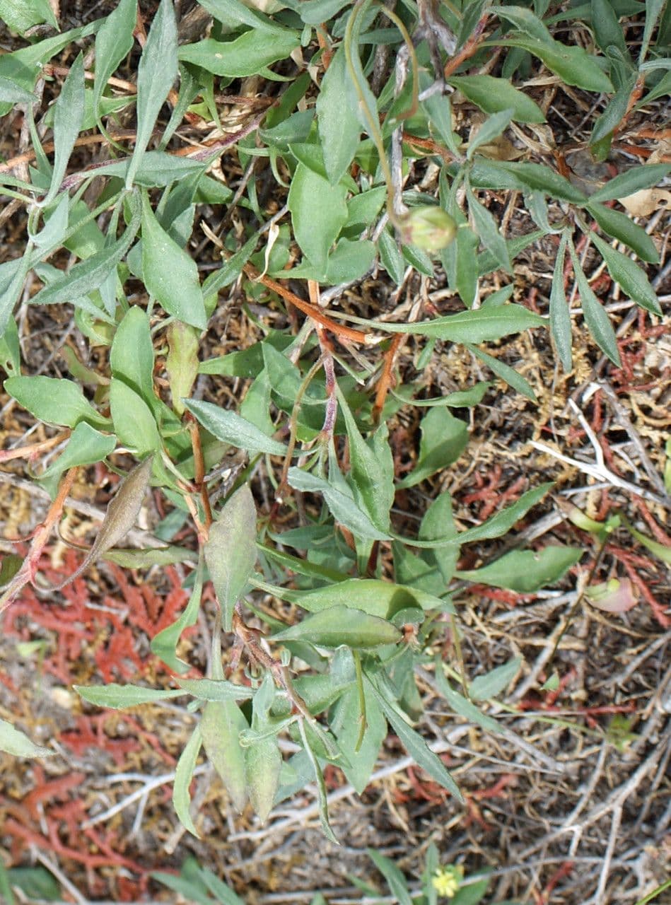 Viola 13