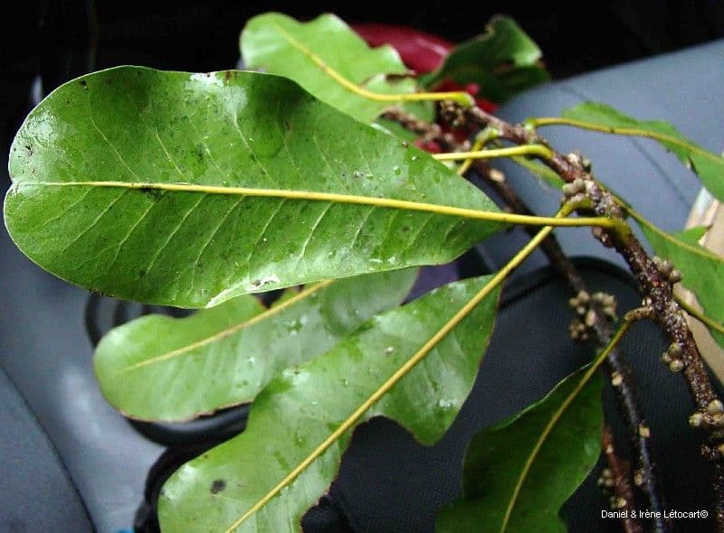 Planchonella 11