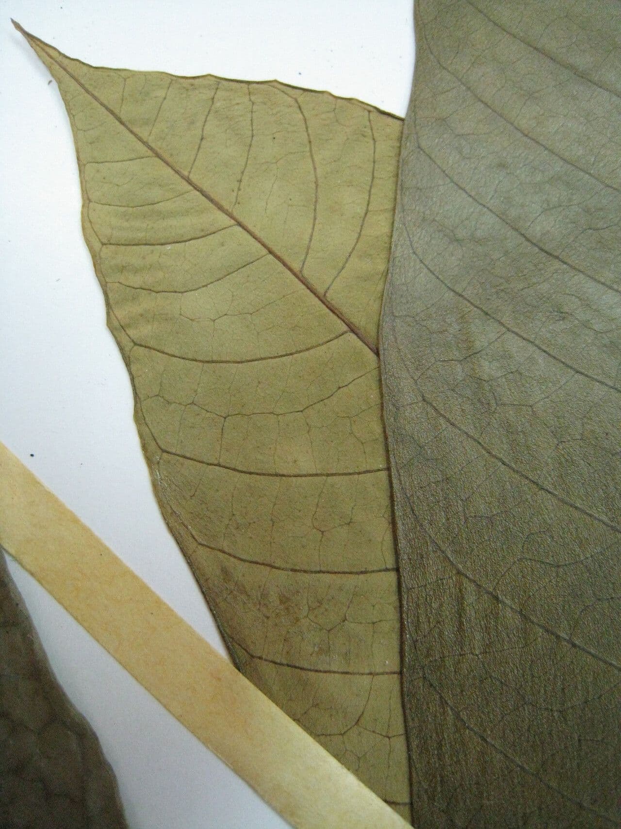 Tabernaemontana 11