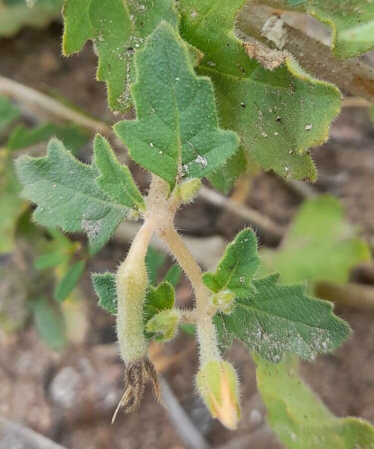 Mentzelia 9