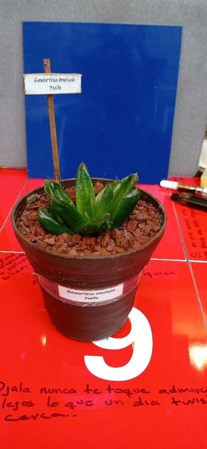 Haworthia di Emelyae