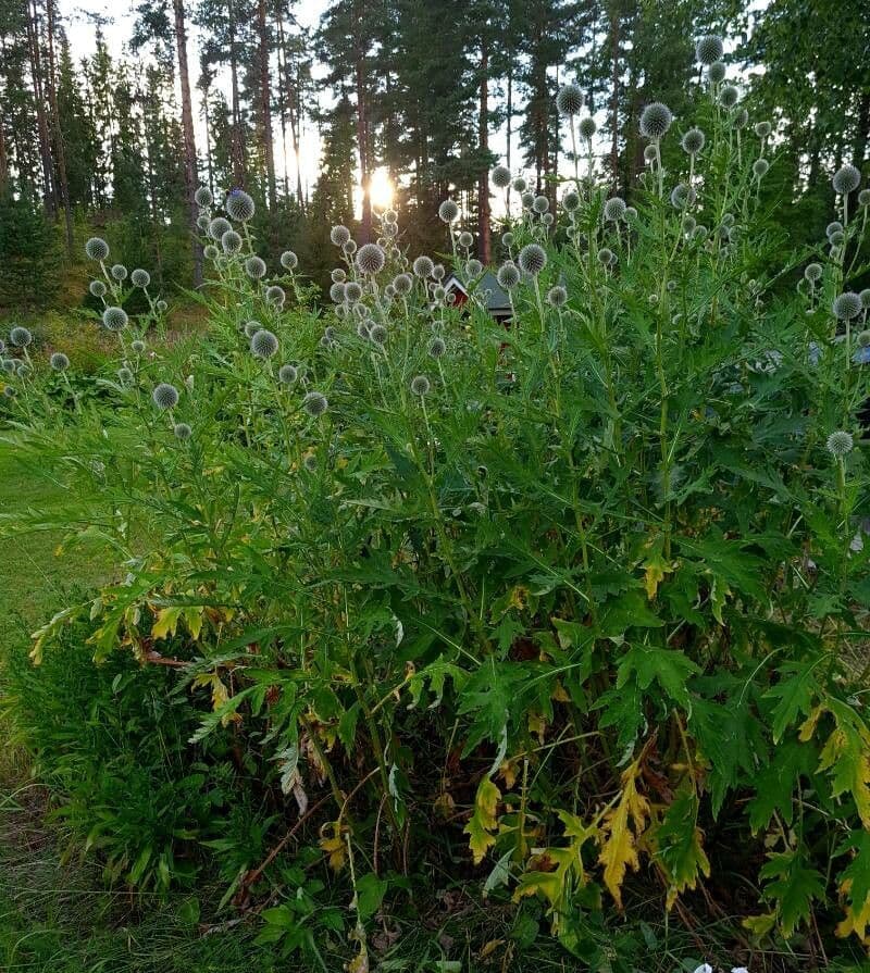 Great globe thistle 11
