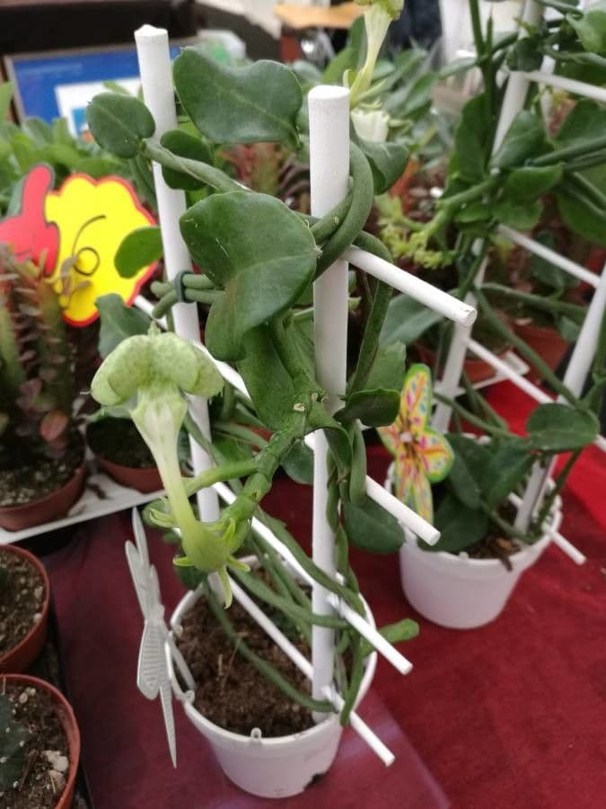 Brunnenblume 6