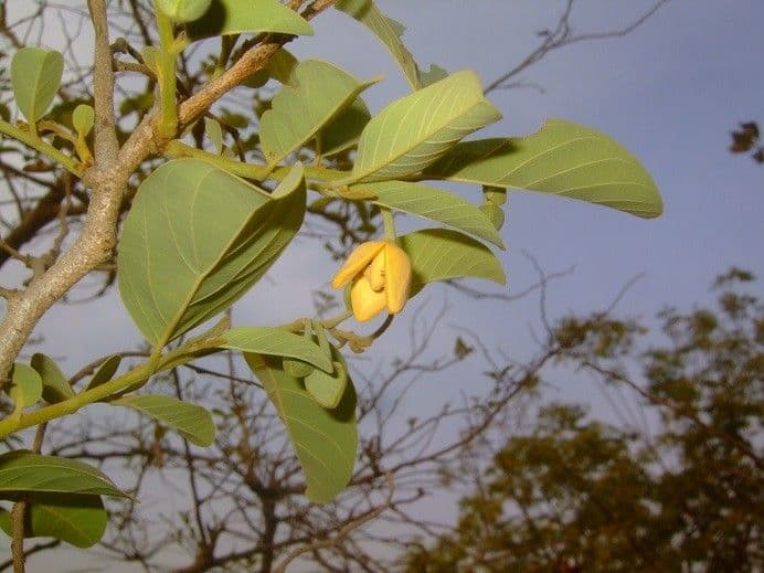 Annona senegalensis 9