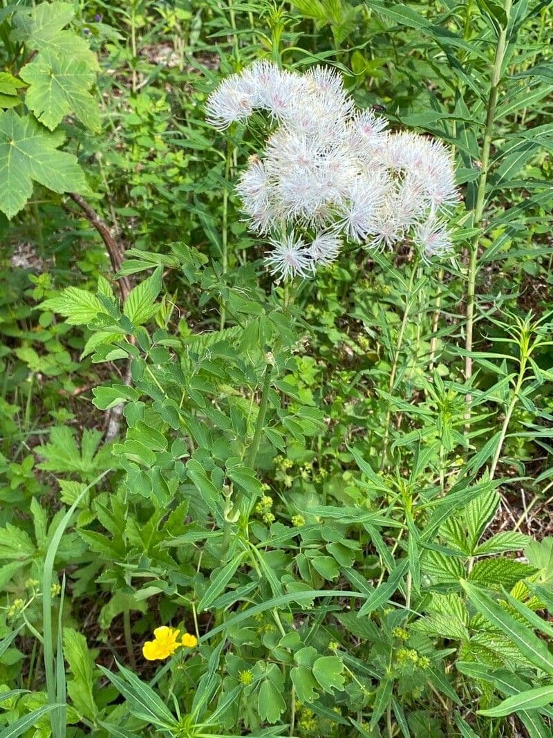 Akeleiblättrige Wiesenraute 11