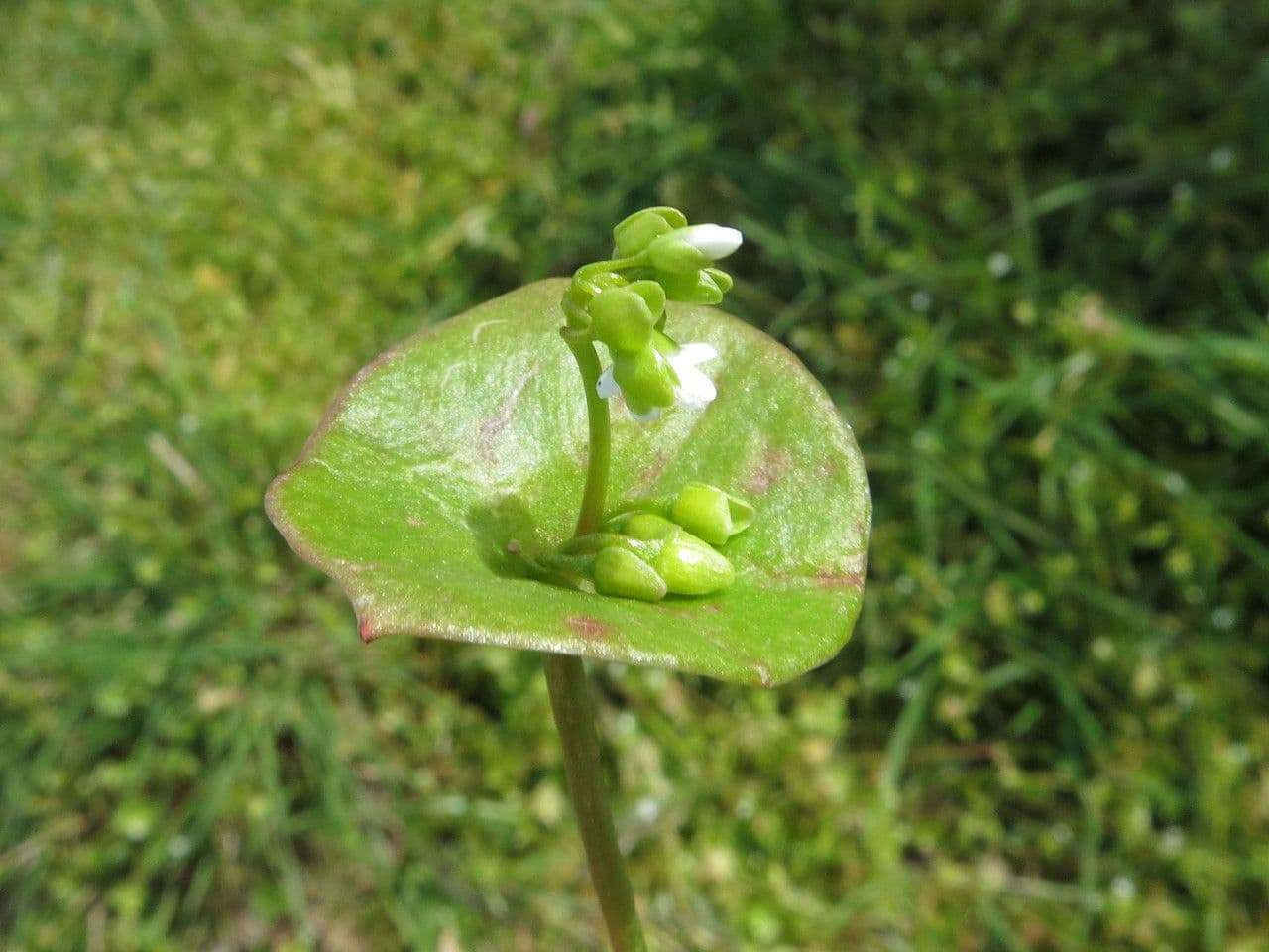 Gewöhnliches Tellerkraut 2