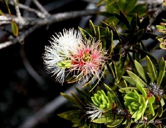Teebaum 3