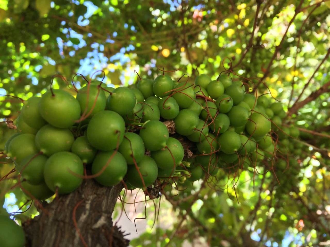 Halleria lucida 4