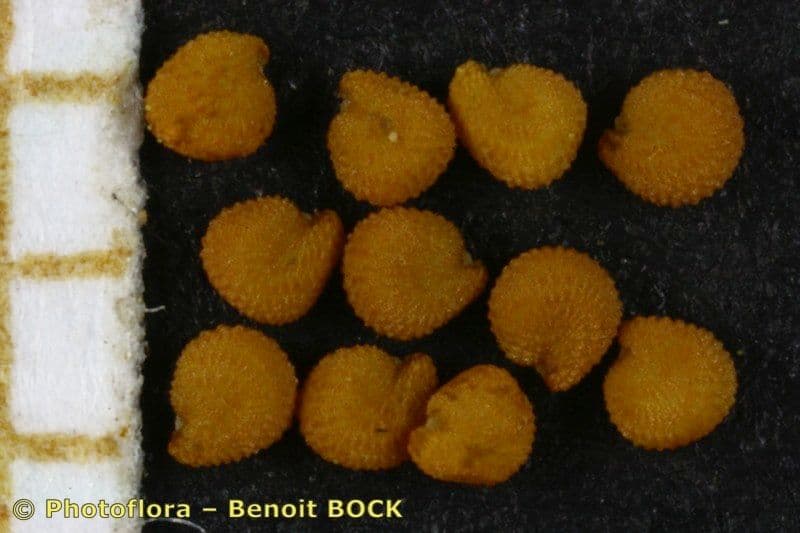 Moenchia erecta 19