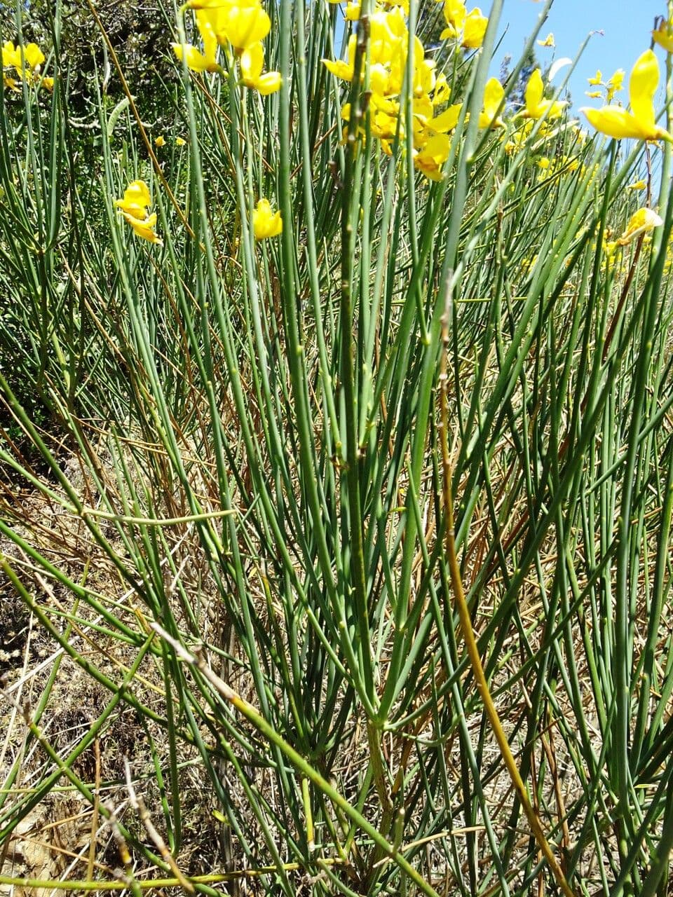 Ginestra odorosa 18