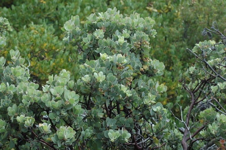 Arctostaphylos 12