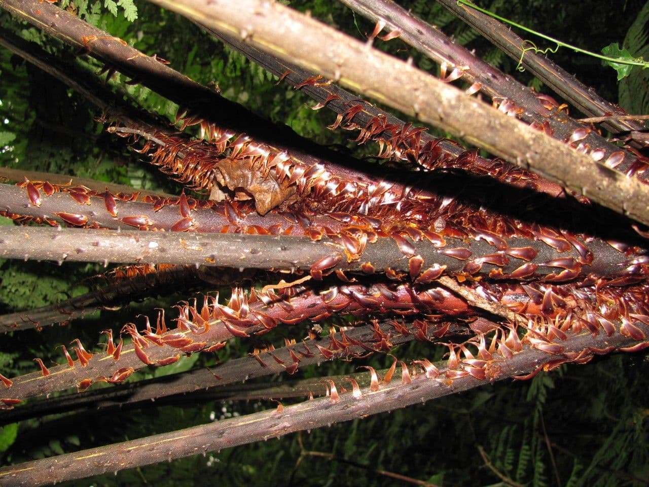 Cyathea multiflora 13