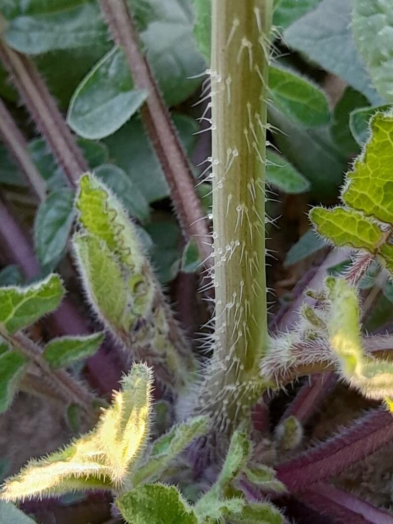 Senape ruca 25