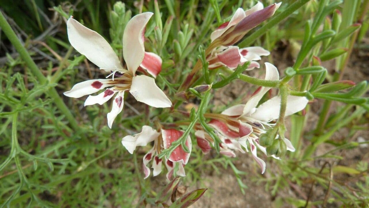 Menodora