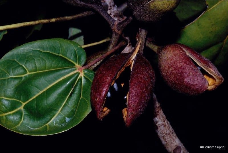 Geknöpfte Acropogon 4