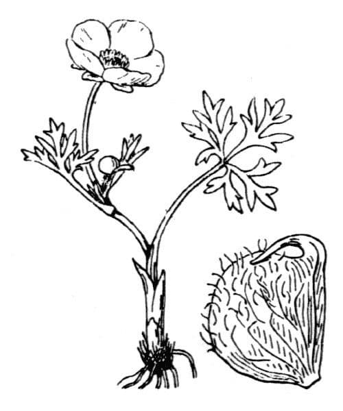 Ranuncolo di Sguier 22