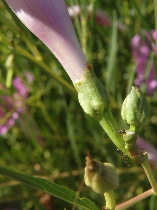 Ipomoea arbustiva