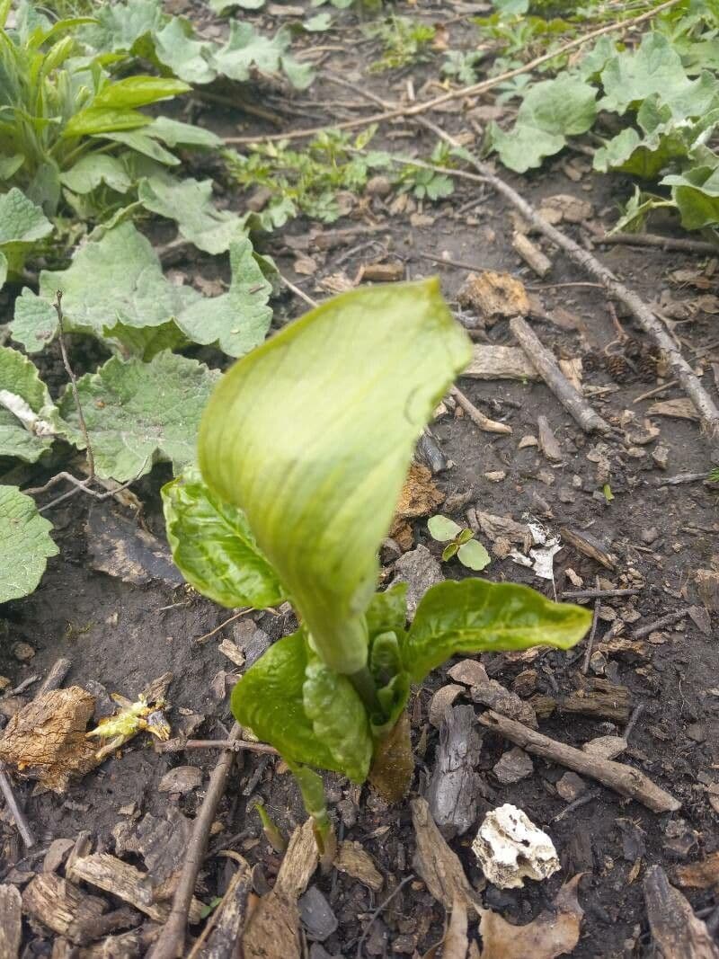 Arisema trójlistna 9