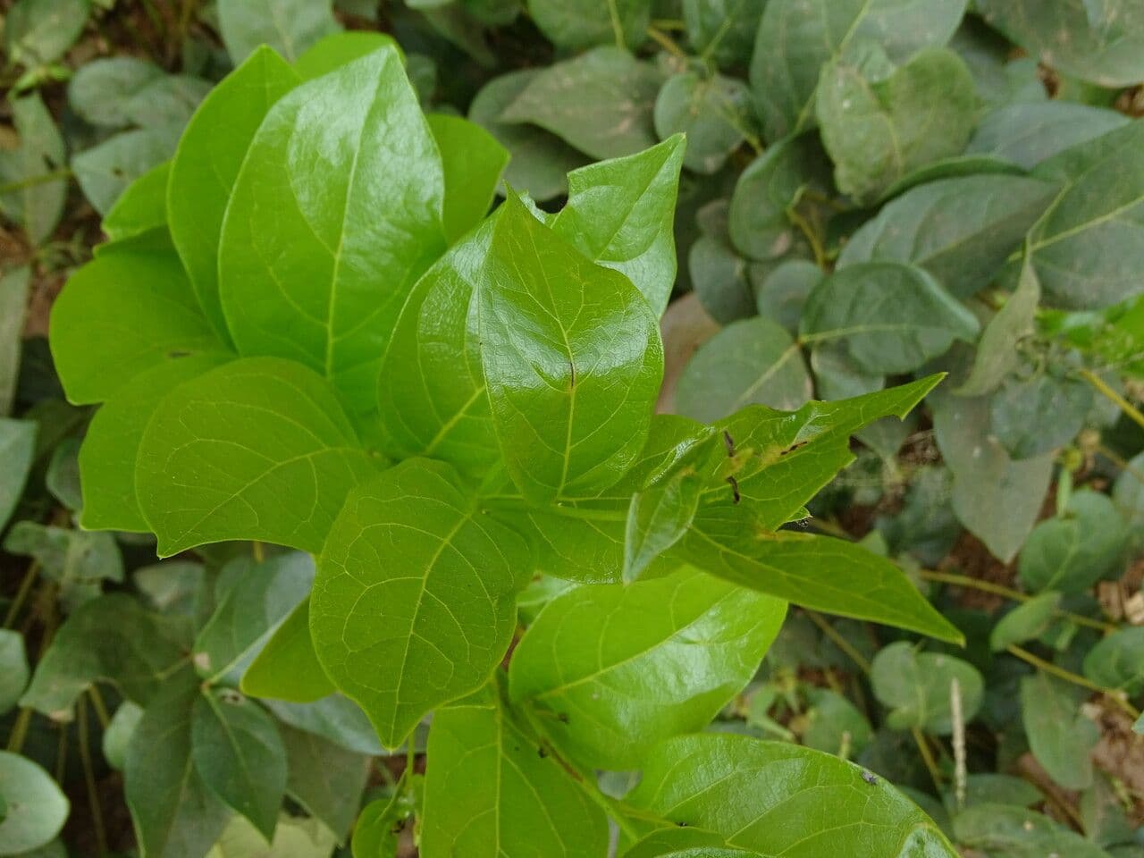 Icacina 8