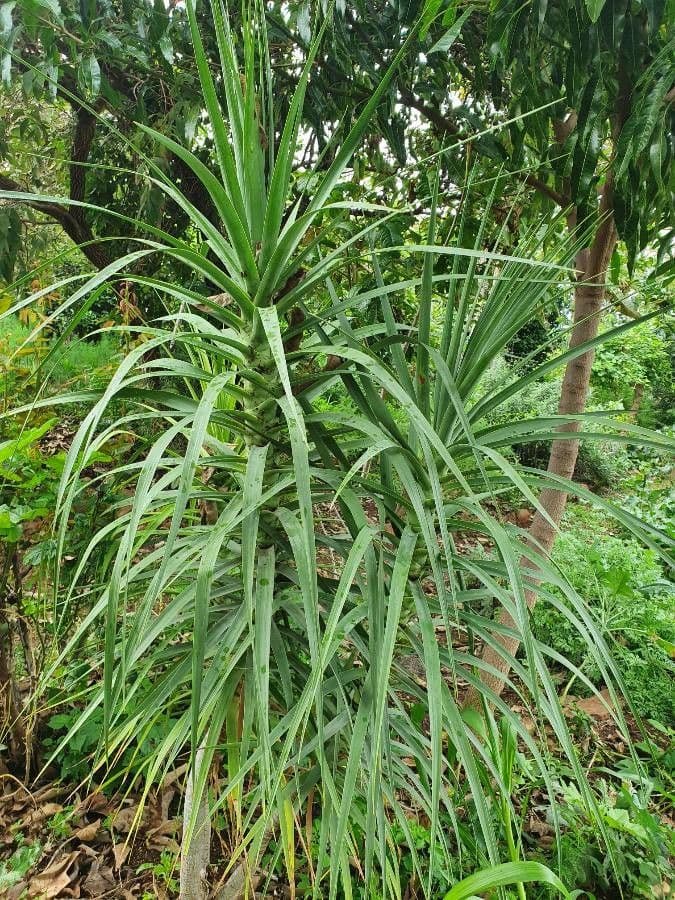 Dracena 7