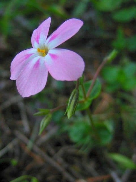 Flogi 3