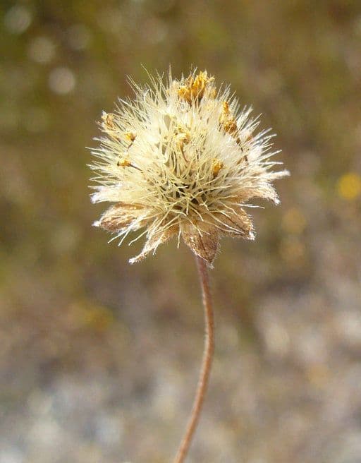Lasthenia californica 4