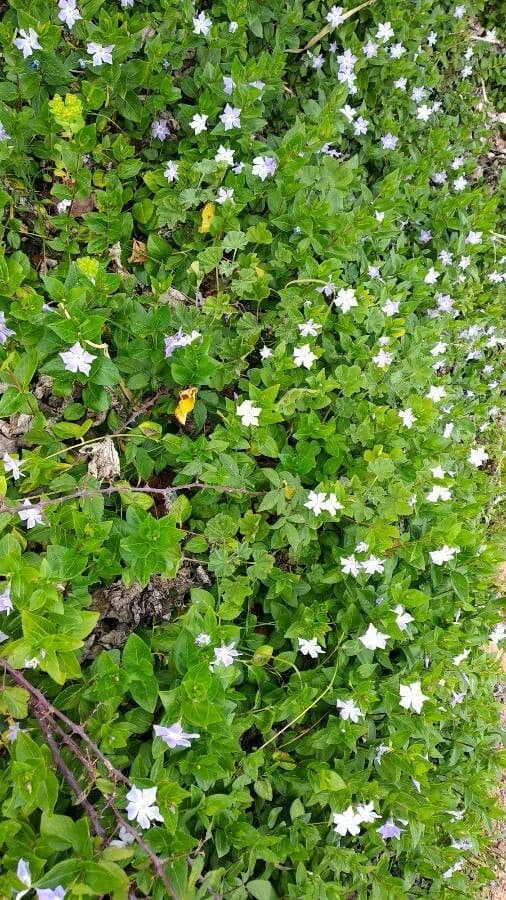 Pervinca difforme 22