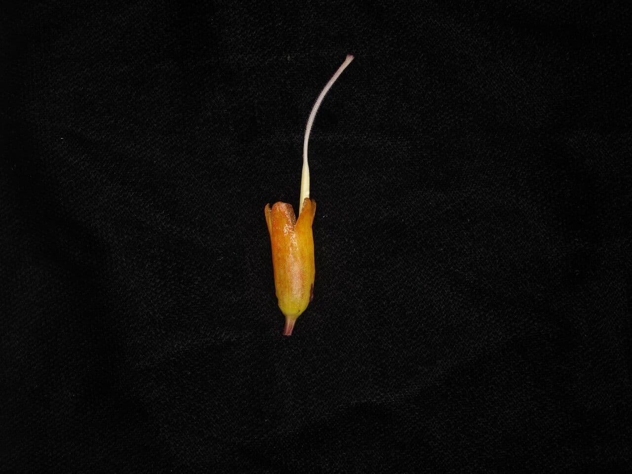 Aeschynanthus 3