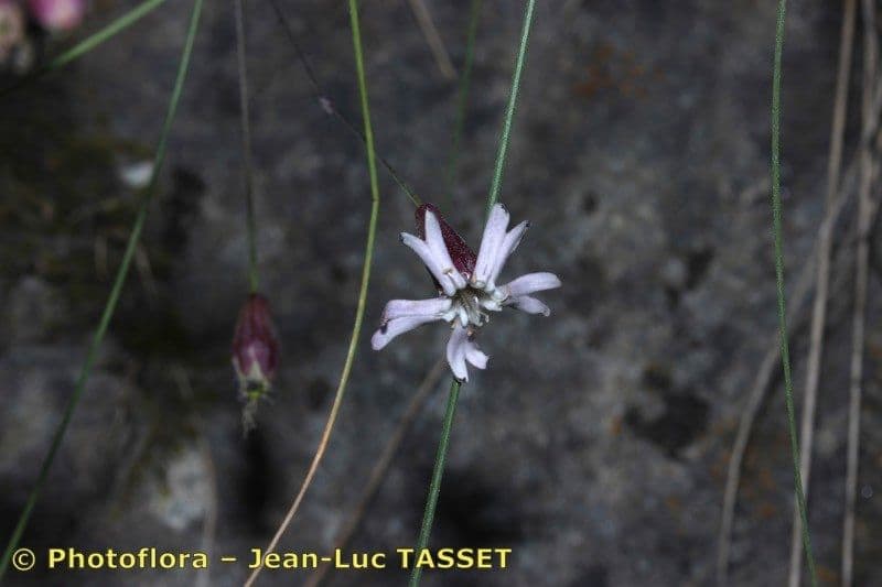 Silene campanula 4