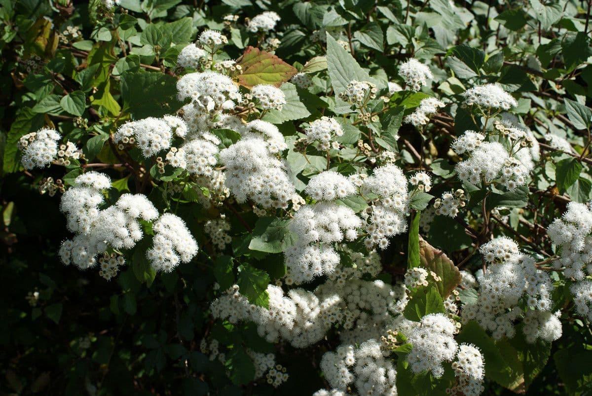 Drüsiges Wasserdost 9