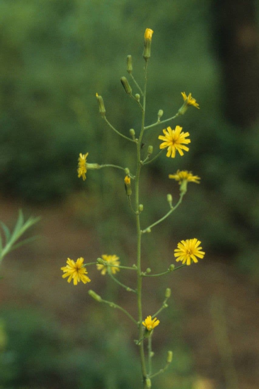 Lattuga pelosa