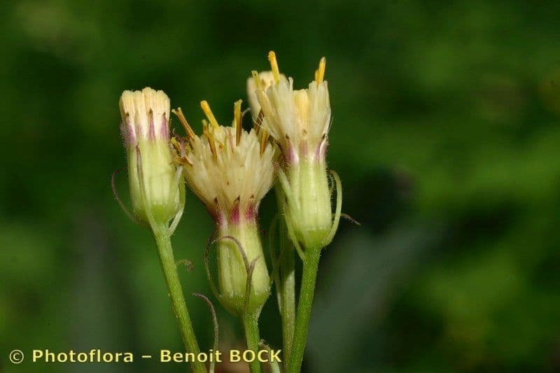 Senecio 4