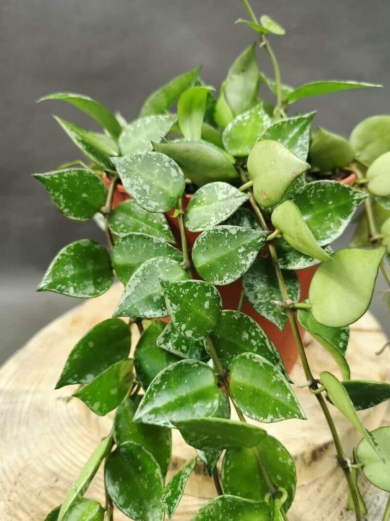 Hoya 6