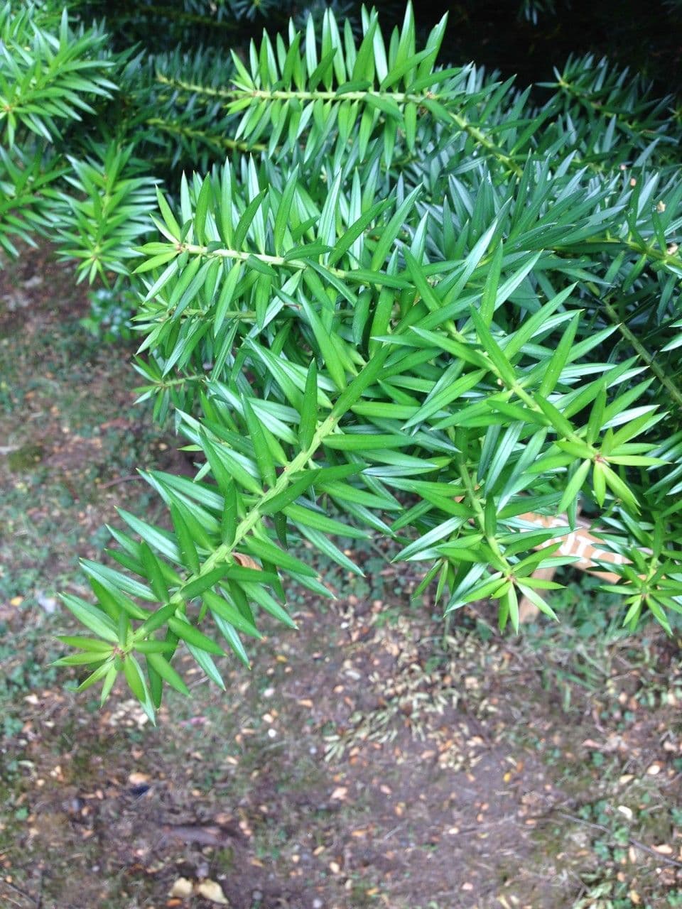 Podocarpus 2