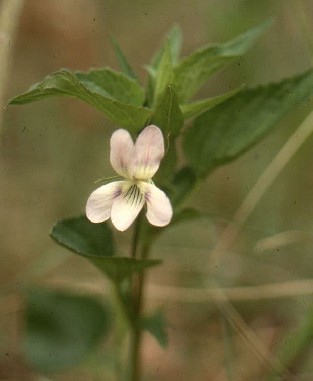 Viola 14