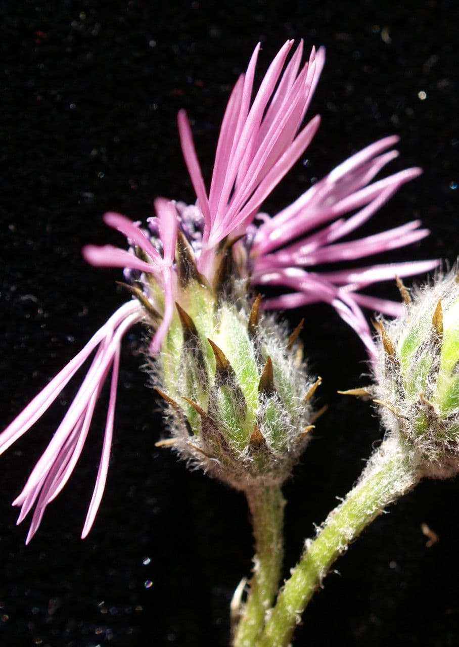 Volutaria tubuliflora 4