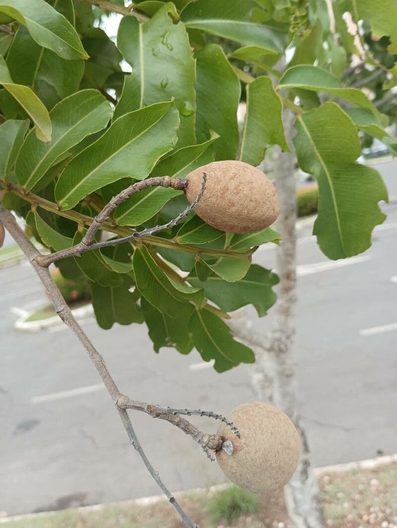 Baru