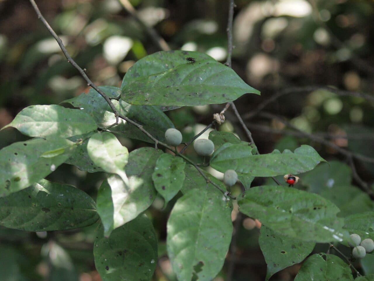 Leptonychia 3