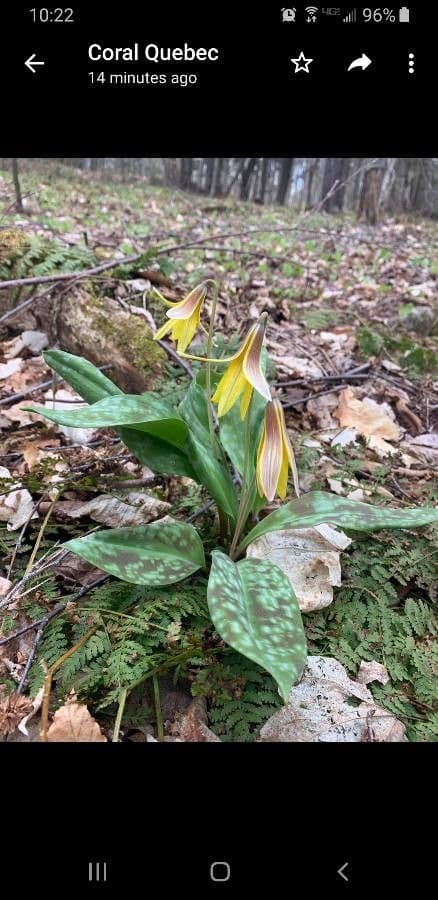 Érythrone d'Amérique 13