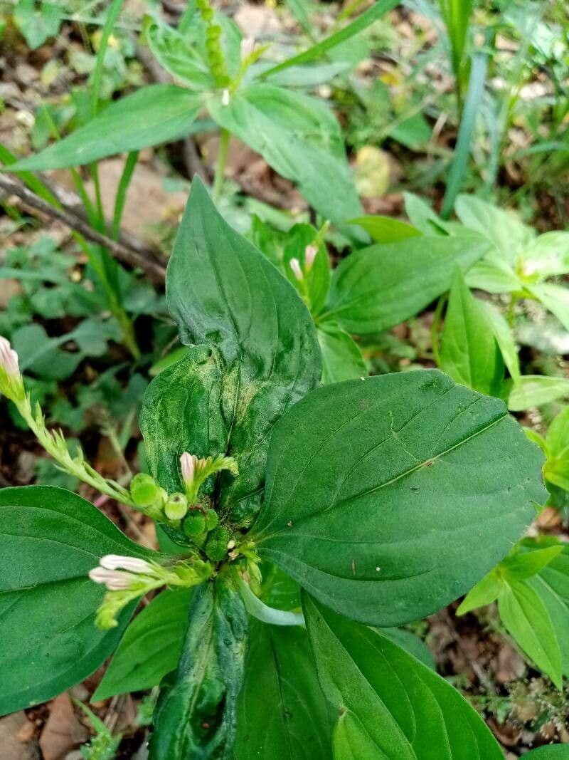 Spigelia 8