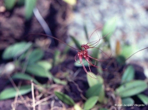 Bulbophyllum 12