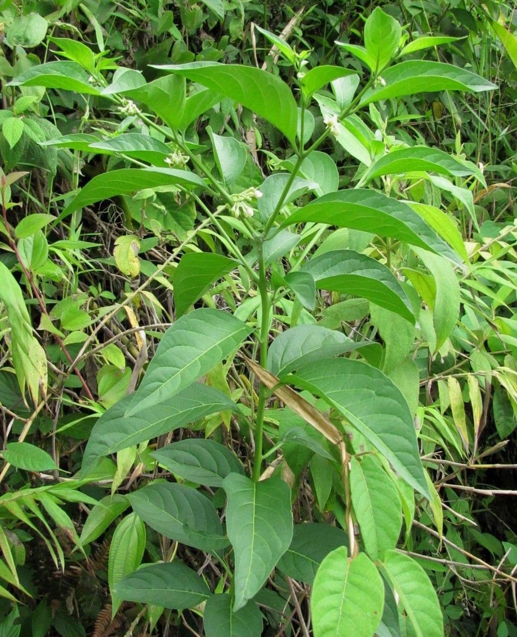 Solanum nudo 15