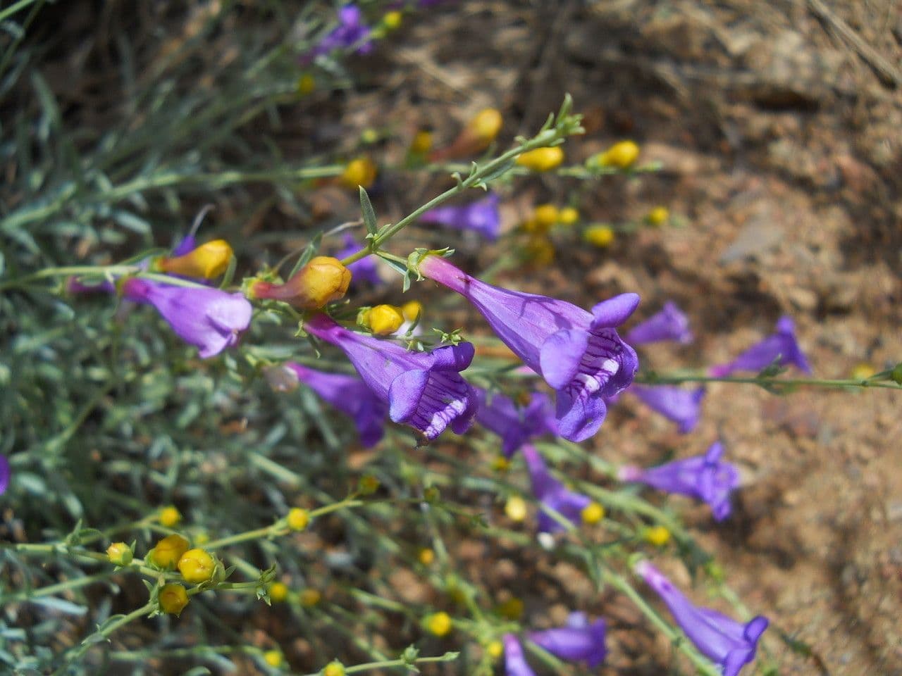 Penstemon eterofillo 10