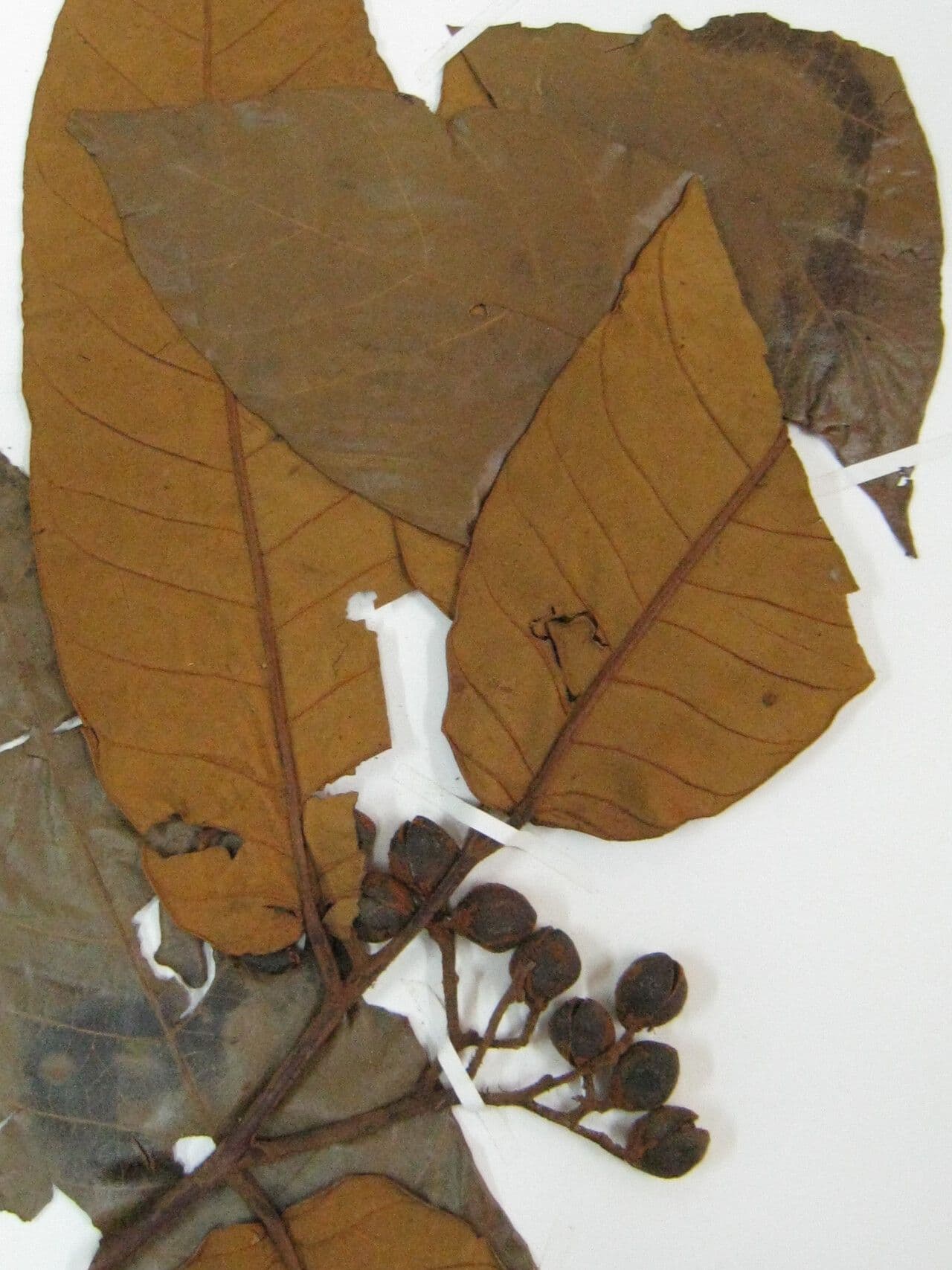 Virola sebifera 26