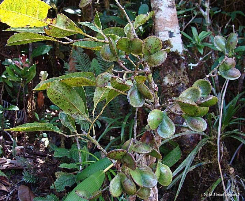 Guioa 8